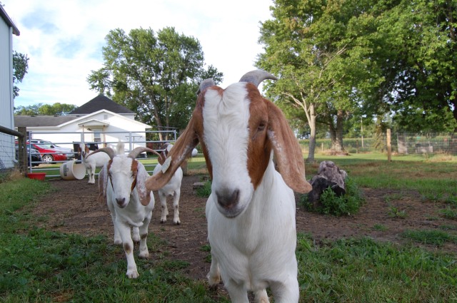 Boer_Goats