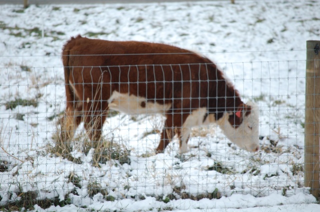 Polled_Hereford_snow